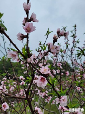 【清淺時(shí)光】叢花