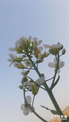 菜園