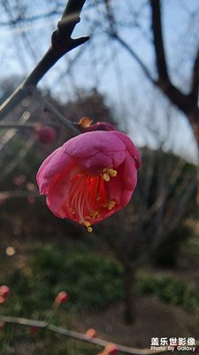 北方的春天來了