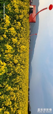 油菜花