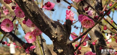 日常隨拍之（盛開）