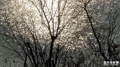 日常隨拍之（特別的樹葉）