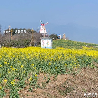 油菜花海迎春記