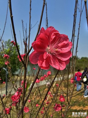 留住春色