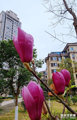 春天的芭蕾