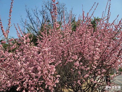 春風(fēng)吹又生