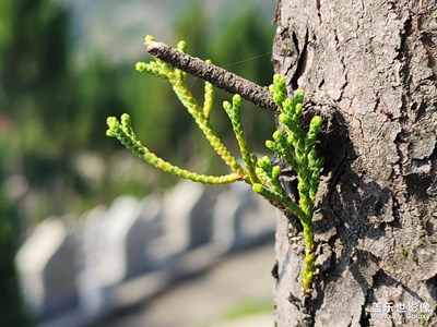 老樹(shù)發(fā)新芽