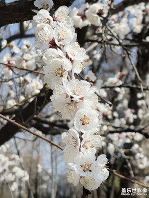 也發(fā)幾個圖