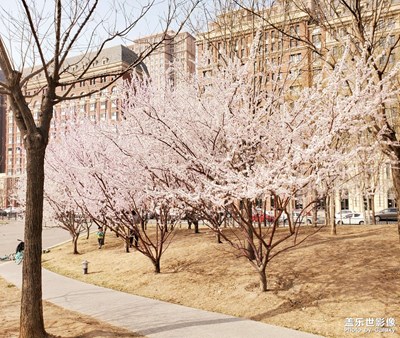 【光影記事】+春光好