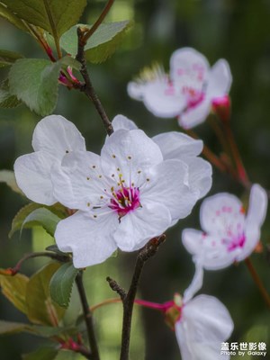 賞花季｜Galaxy攝影分享