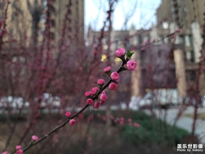 春日花開
