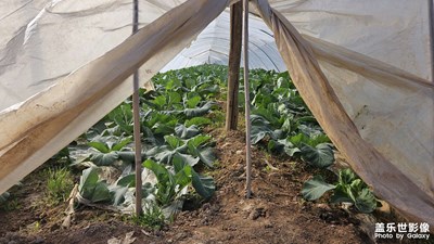 陜西涇陽縣西紅柿普羅旺斯