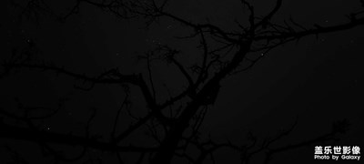 星空下的樹