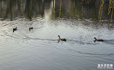 【春之序曲】春來鴨先知