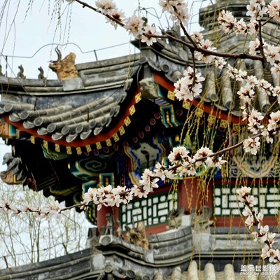 頤和園的花開了，可以天氣不是很好