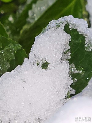 沒有一片雪花是無(wú)辜的