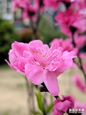 陽春三月