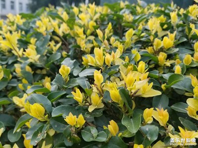 【春之序曲】花花綠綠