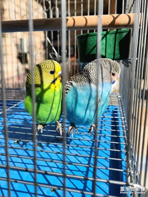 【春之序曲】+生機