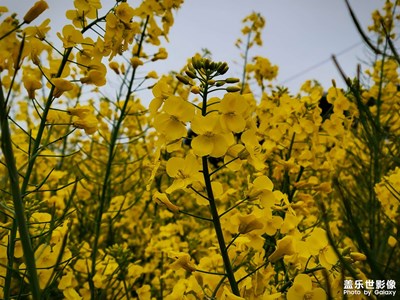 油菜花開了。