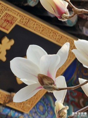 【春之序曲】玉蘭花開