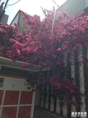 【春之序曲】 花開了