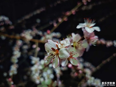 【春之序曲】+花開