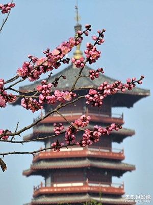 【春之序曲】水邊紅梅