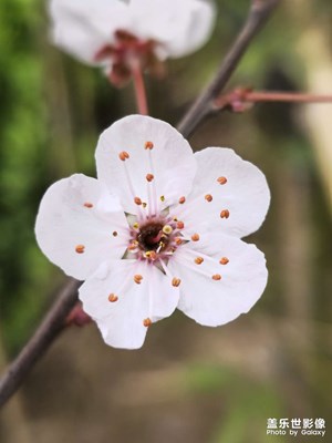 花兒美，心情好