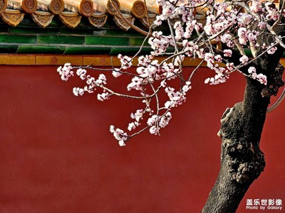 故宮春曉