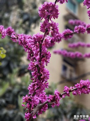 盛開的紫色花，非常的引人注目