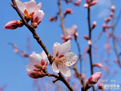 小樓一夜聽春雨，深巷明朝買杏花