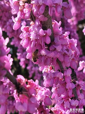 紫荊花