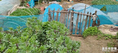 日常隨拍之菜園子