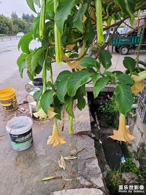 木蔓陀羅