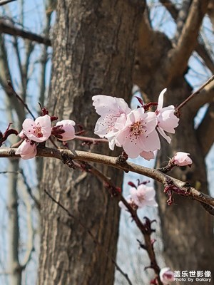又是一年花開時