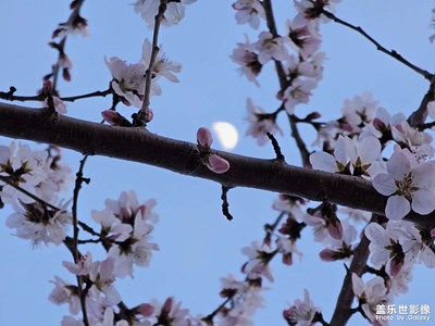 月上枝頭