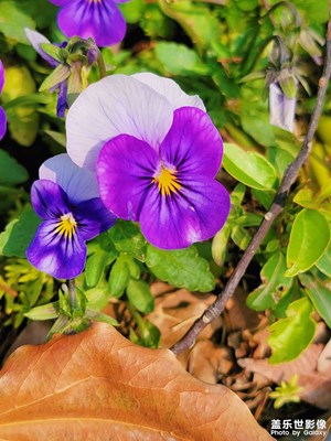 【美好時光】春日小花