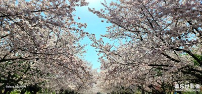 櫻花谷