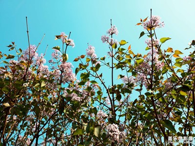 s23ultra記錄春日日常