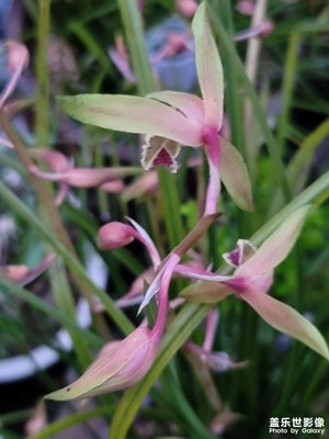蘭花