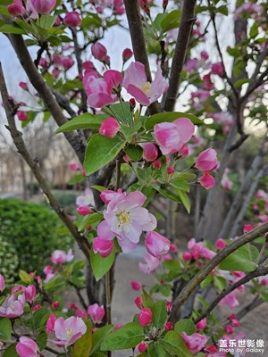 風(fēng)和日麗，賞春花爛漫。