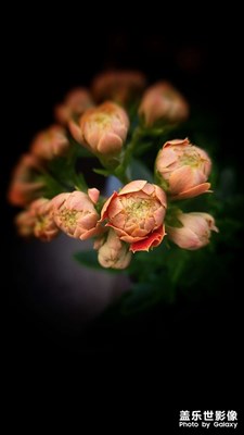 【美好時(shí)光】+長壽花開