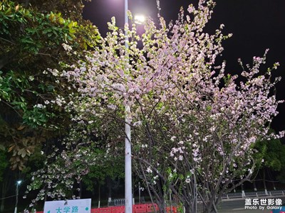 【美麗夜景】夜景花樹(shù)和夜色小吃包