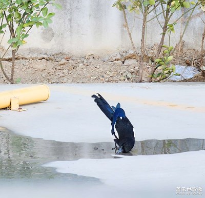 喝水的小喜鵲