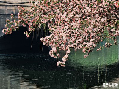 海棠花溪