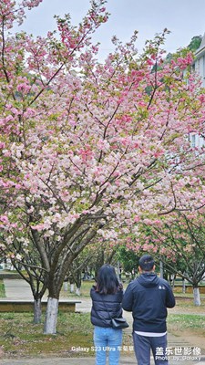 “櫻”天快樂(lè)