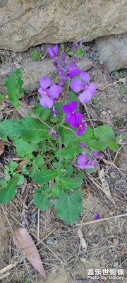 山坡上的二月蘭