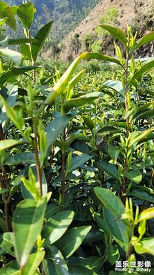 自家的茶葉拍張S20FE