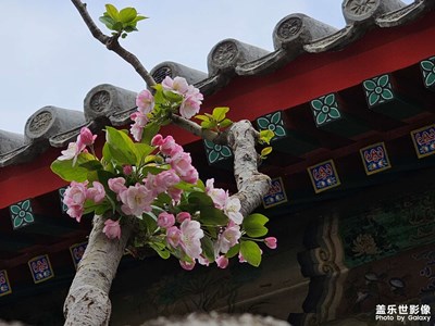 春花美麗